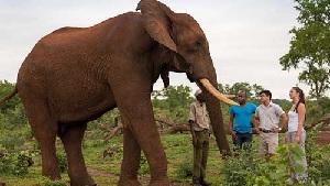 Elephant Encounter.jpg (27 KB)