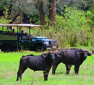 Chobe Safari Day Trip